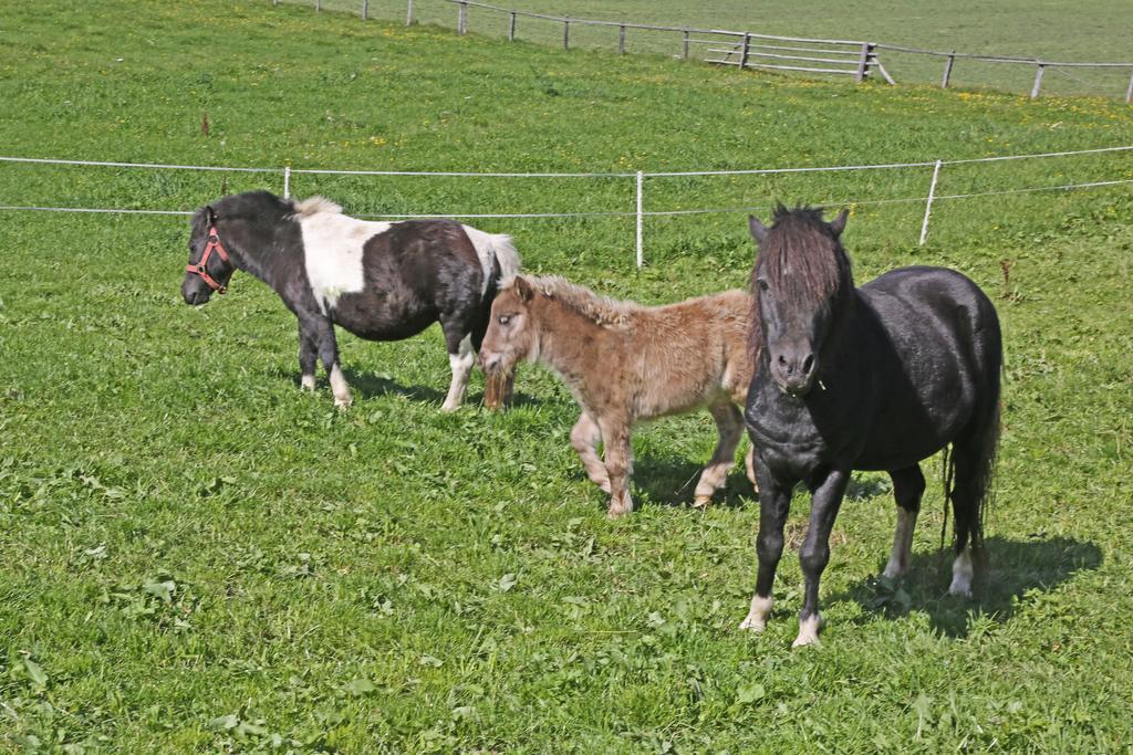 Ulnhof Lägenhet Mariapfarr Exteriör bild